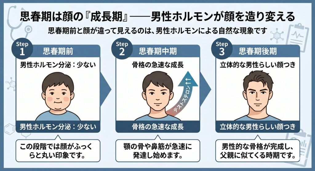 思春期による顔つき変化の3段階フロー